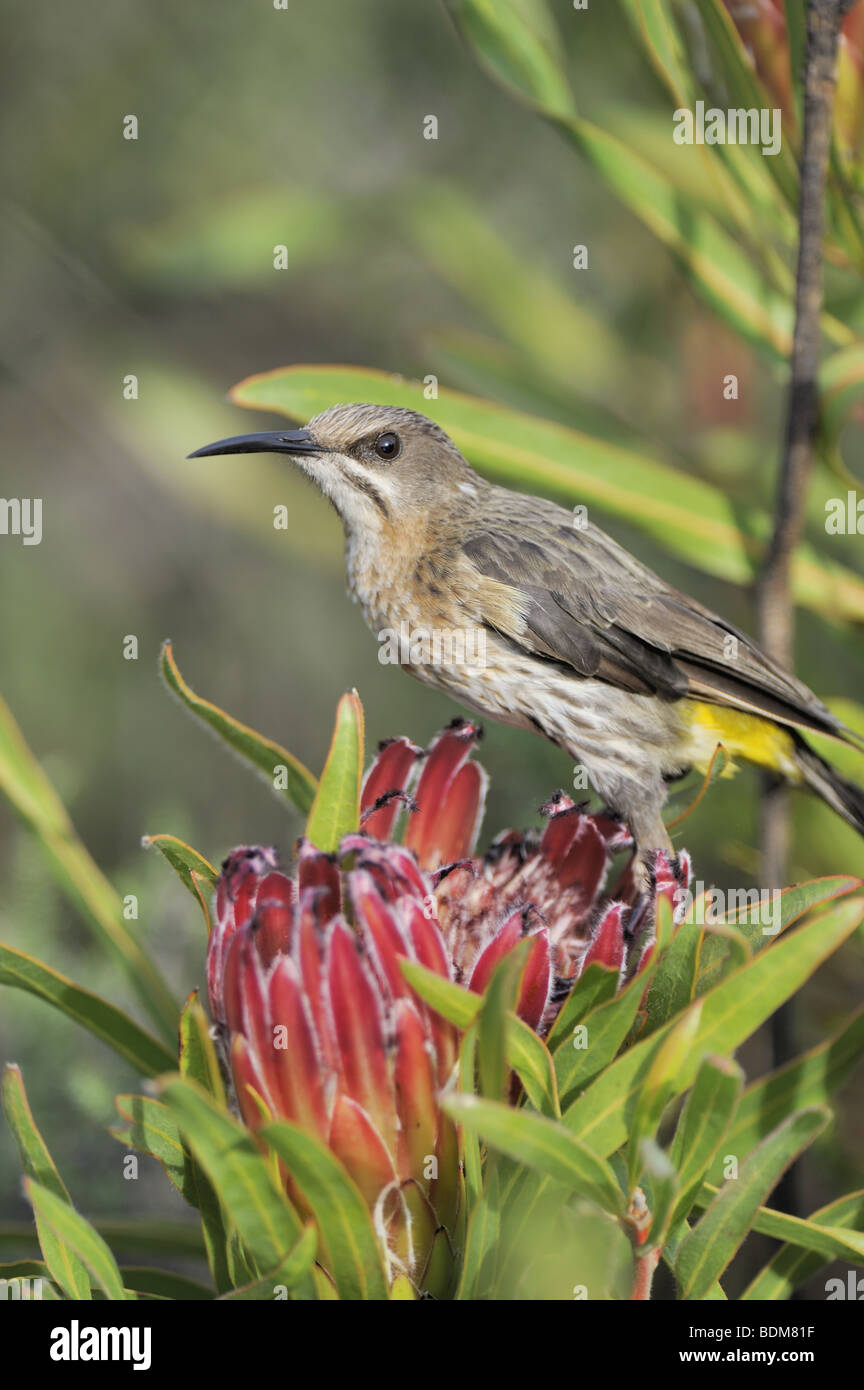 Male Cape Sugarbird feeding in Pink Protea Stock Photo