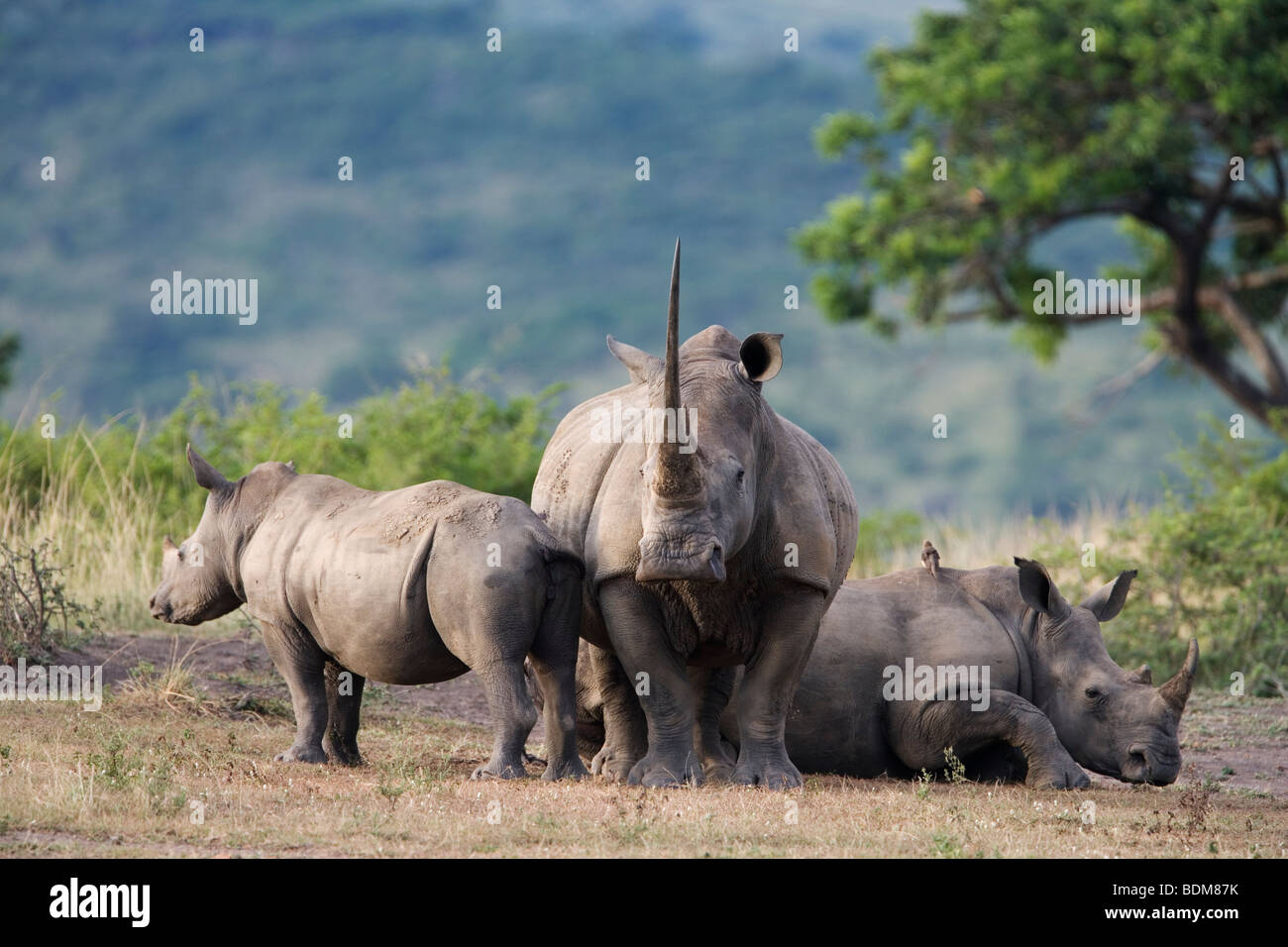 White rhino, Ceratotherium simum, Mkhuzi game reserve, Kwazulu Natal, South Africa Stock Photo