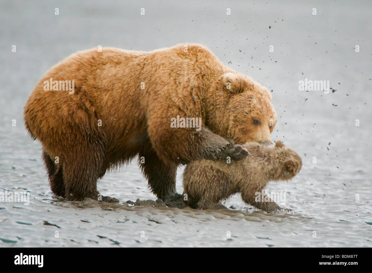 Alaskan coastal brown bear clamming hi-res stock photography and images ...
