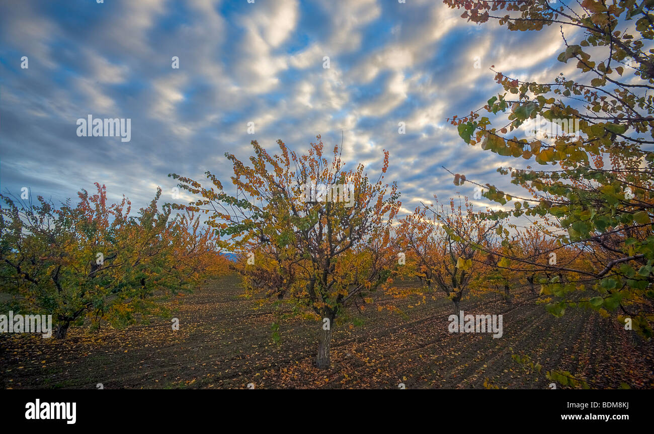 Stormy sky over apricot orchard displaying fall color, San Benito