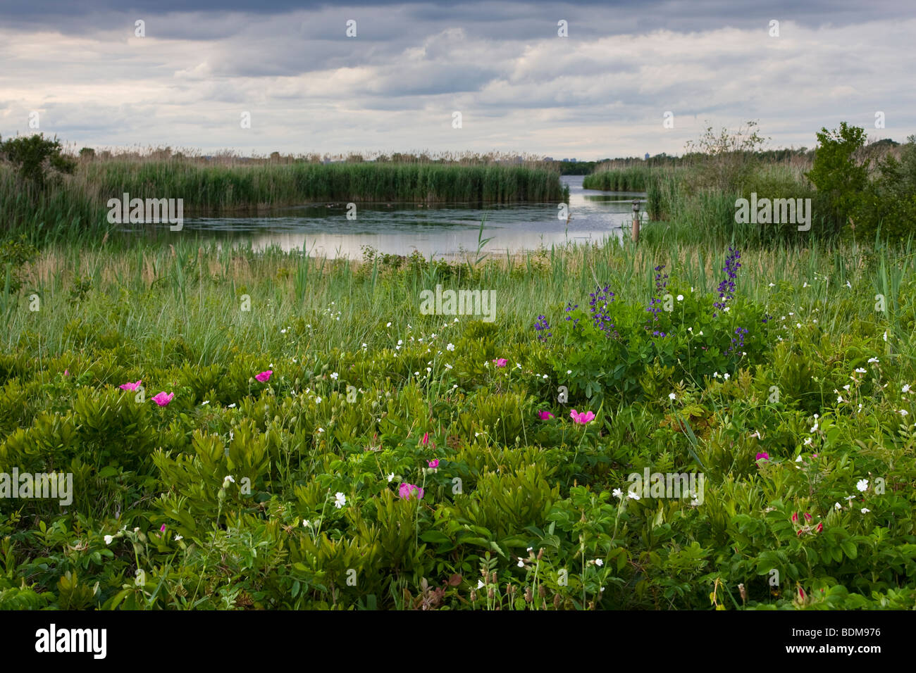 Wildflowers and the West Pond at the Jamaica Bay National Wildlife Refuge, Queens, New York 