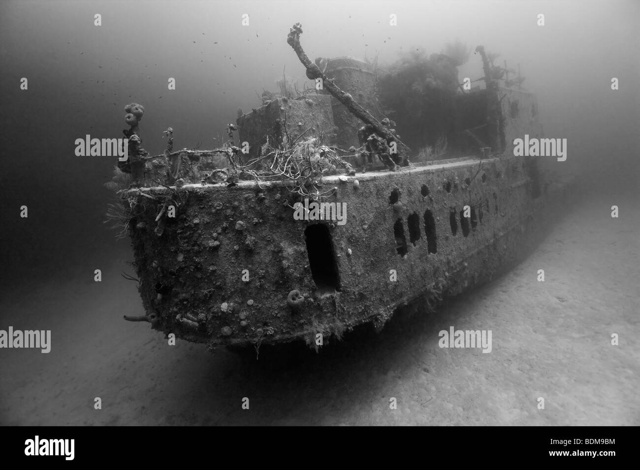 Prince Albert wreck in Roatan, Honduras in black and white. Stock Photo