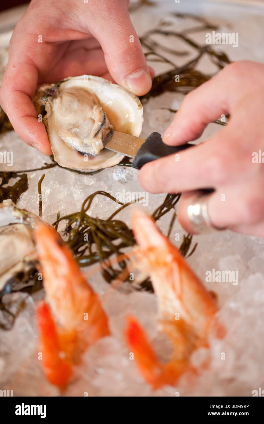 shrimp on bed of ice while oysters are shucked, Cafe Santa Barbara, California, United States of America Stock Photo