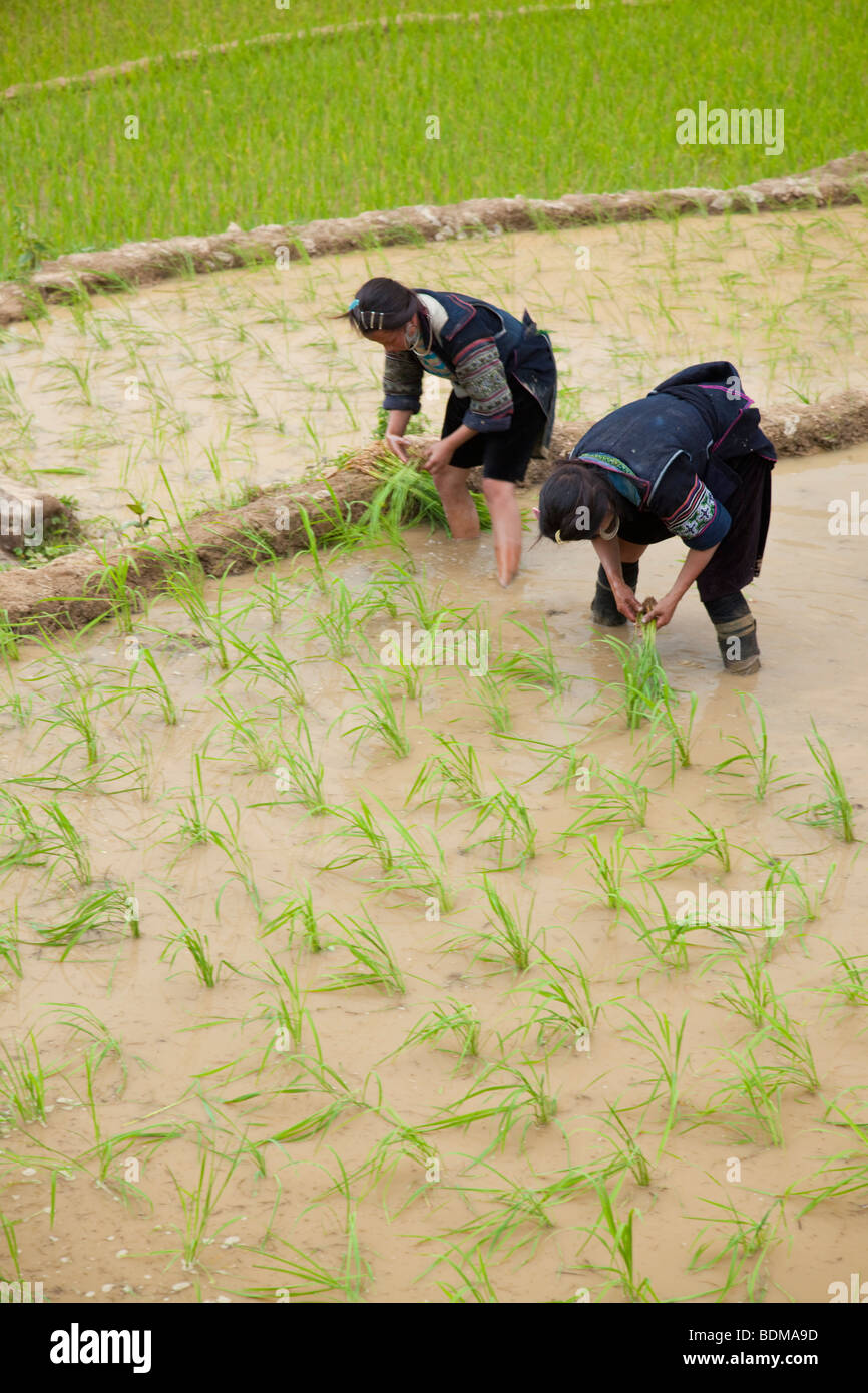 Rice planting in Sapa, Northern Vietnam Stock Photo - Alamy