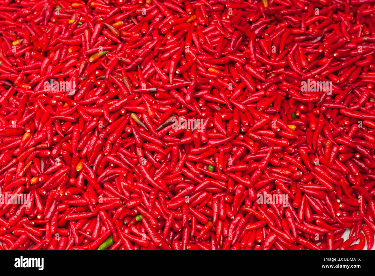 Spicy red chillis drying in the sun Stock Photo