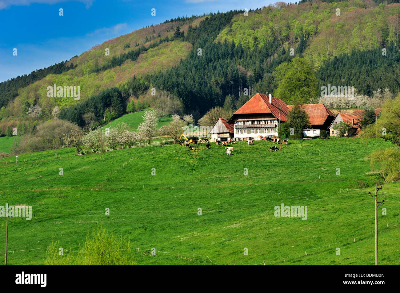 Landscape with farm, Fischerbach-Mitteltal, Black Forest, Baden-Wuerttemberg, Germany, Europe Stock Photo