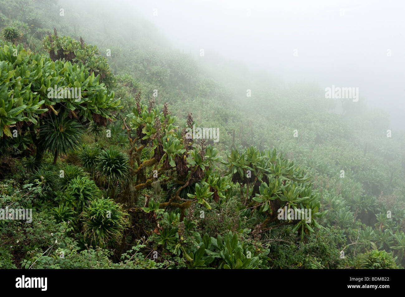 Bisoke crater on Mount Bisoke, Volcanoes National Park, Rwanda Stock Photo