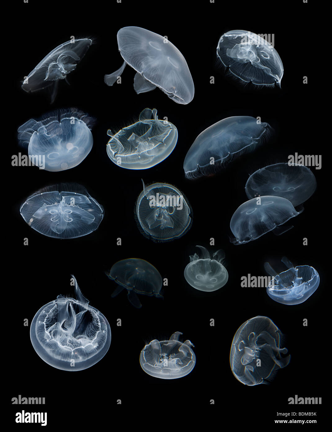 Moon jellyfish, Aurelia aurita, also known as moon jelly, common