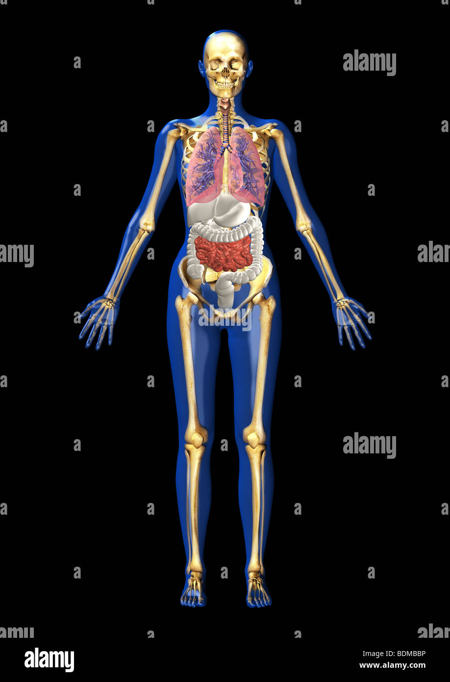 human anatomy illustration showing Stock Photo - Alamy