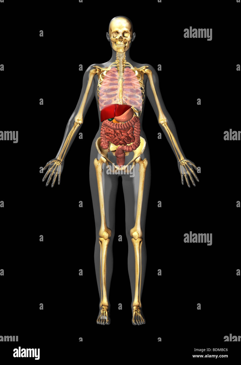 human anatomical illustration of an adult man, showing the skeleton, lungs, liver, gallbladder, pancreas, stomach, colon Stock Photo