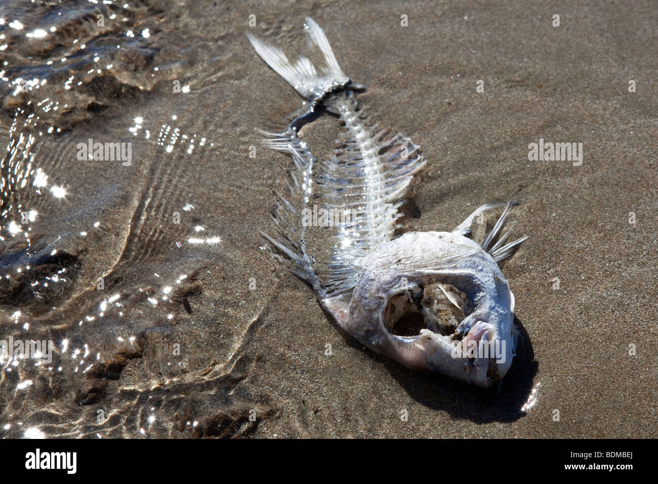 Dead fish washed up on a beach on Waiheke Island (New Zealand) Stock Photo