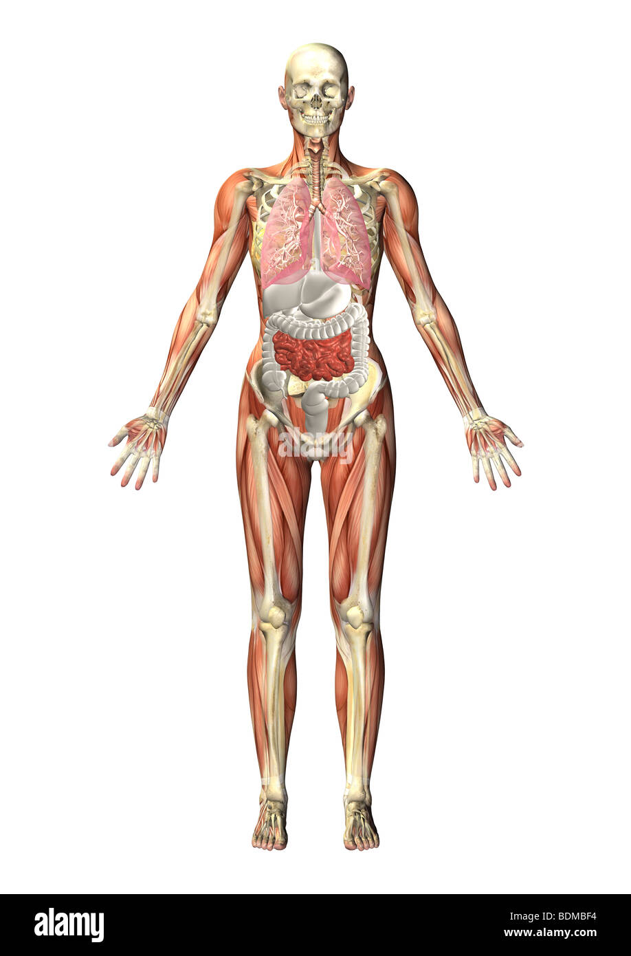 human anatomy illustration showing Stock Photo