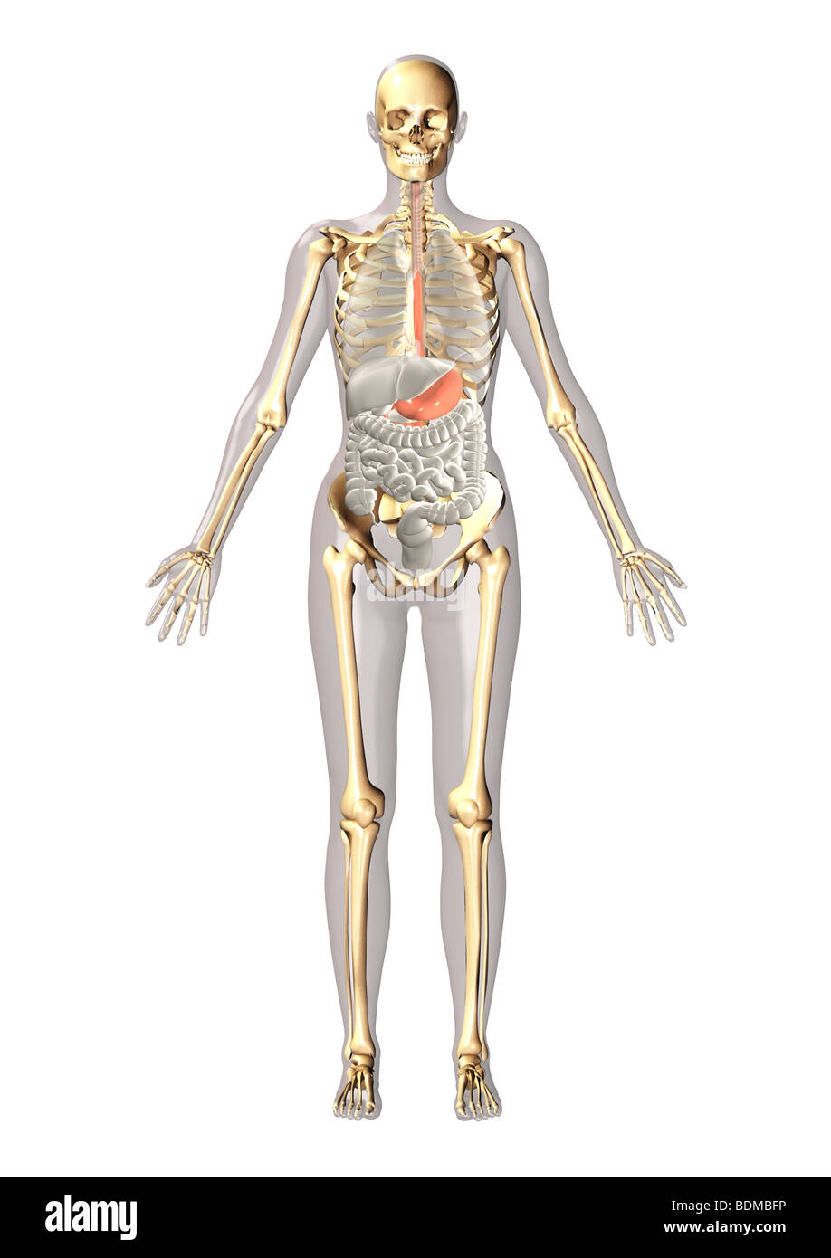 human anatomy illustration showing Stock Photo