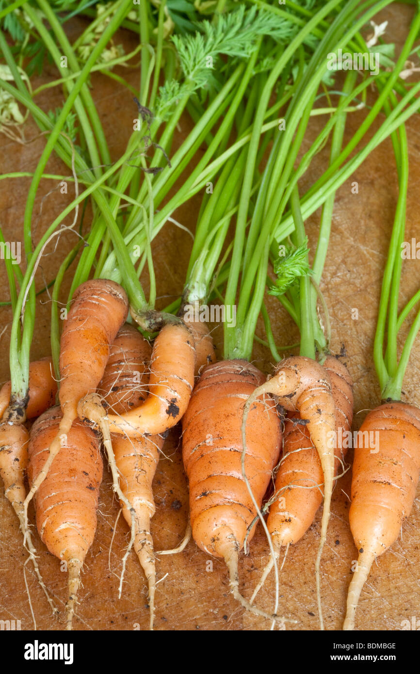 Homegrown carrots Stock Photo