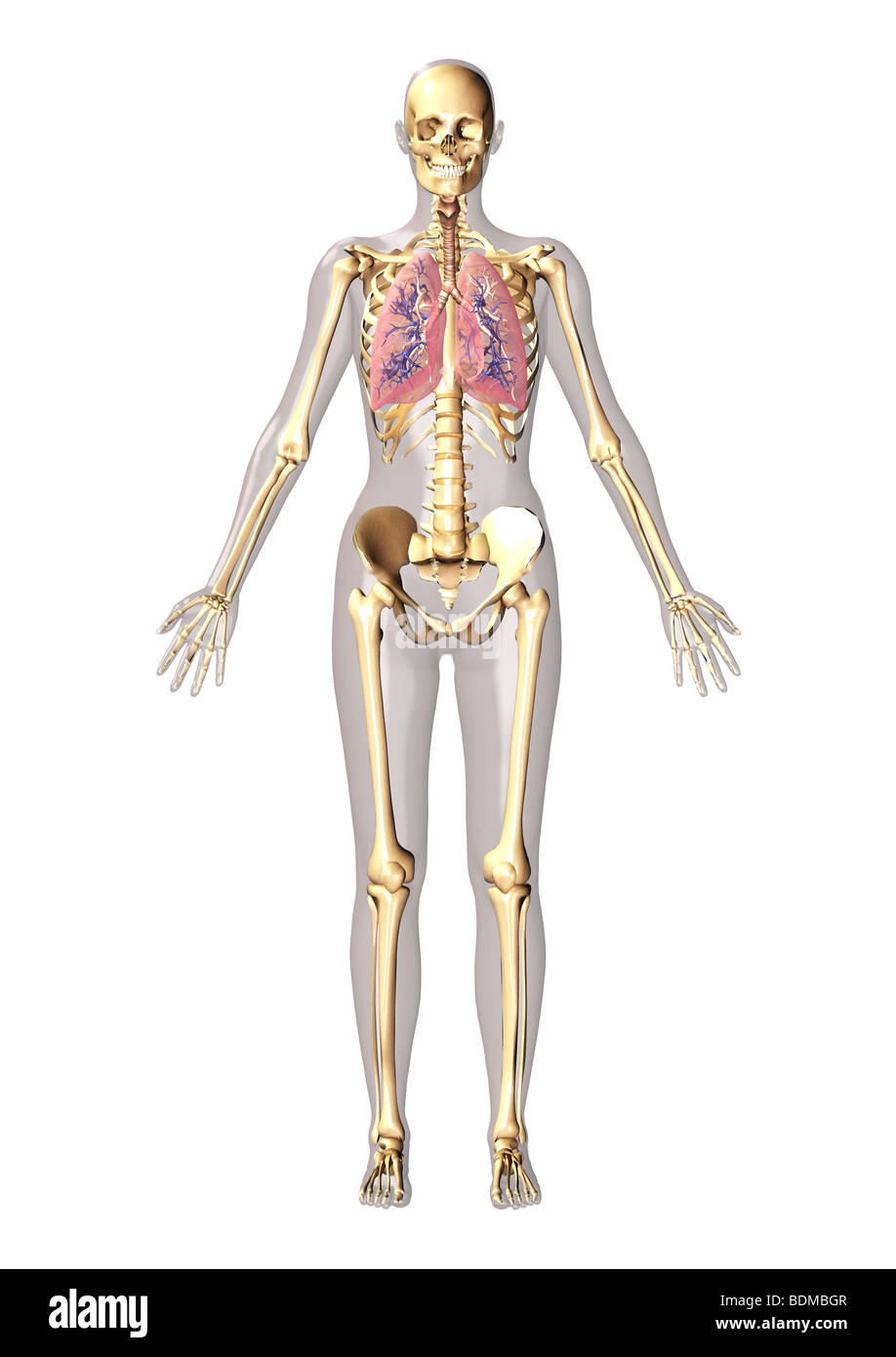 human anatomy illustration showing Stock Photo