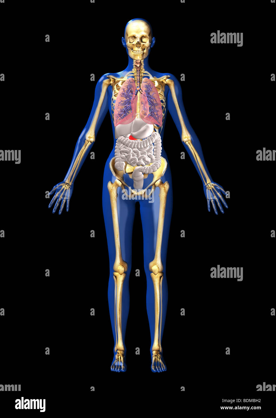 human anatomy illustration showing Stock Photo