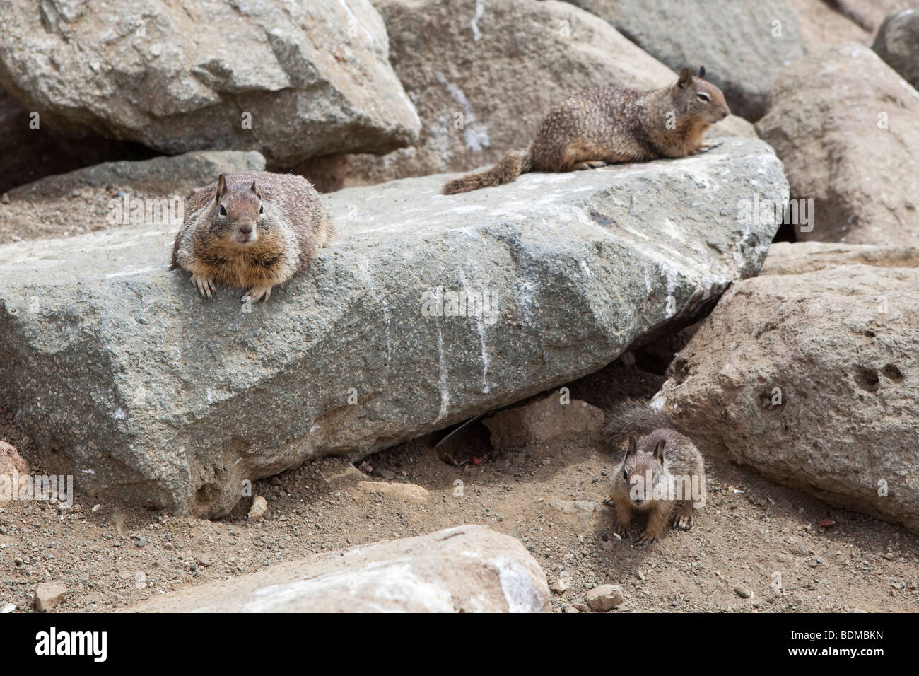 California Ground Squirrels in California, USA Stock Photo Alamy