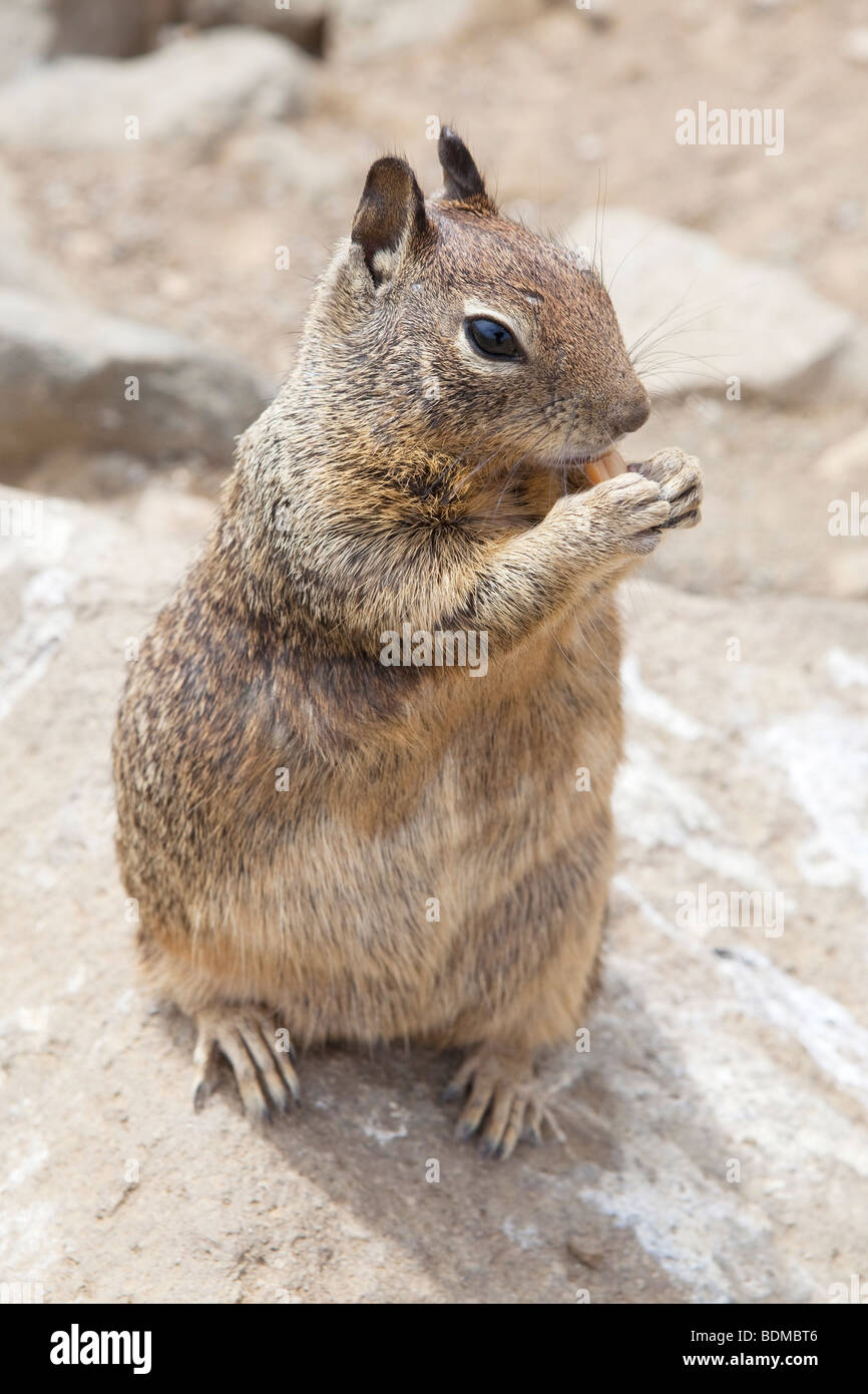 California Ground Squirrel in California, USA Stock Photo