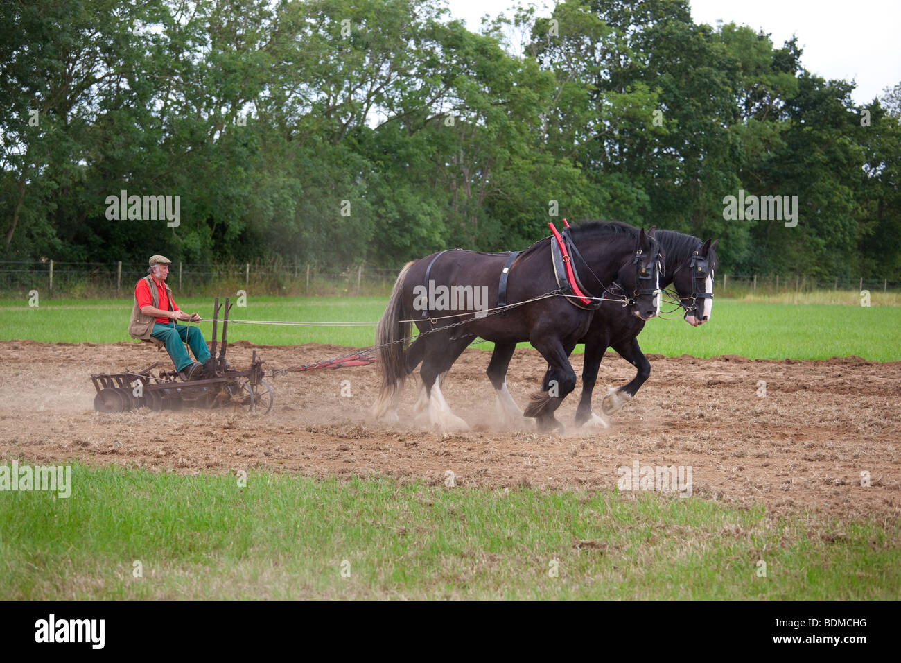 Disc Harrowing with Shire Horses Stock Photo Alamy