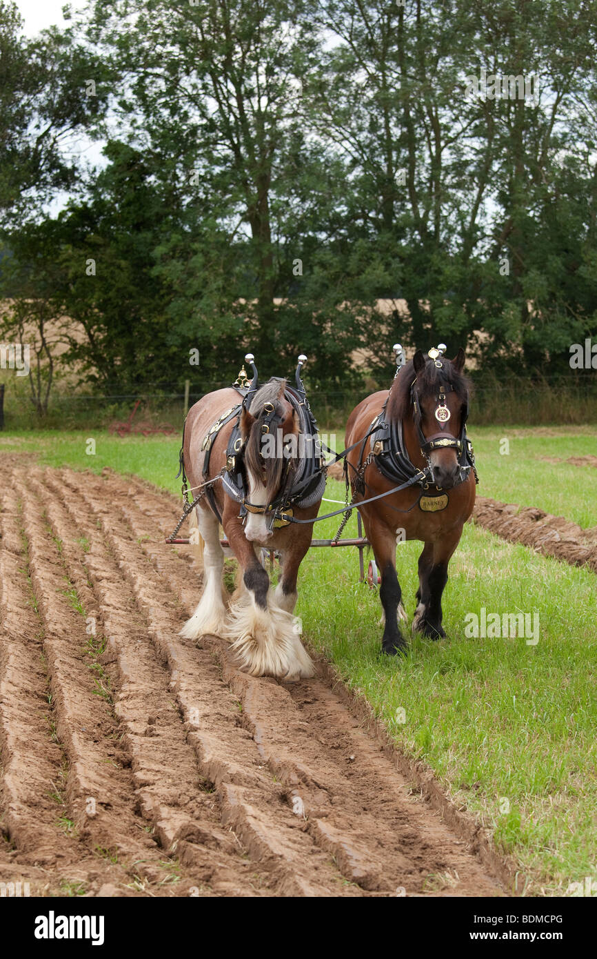 Pair of heavy horses hires stock photography and images Alamy