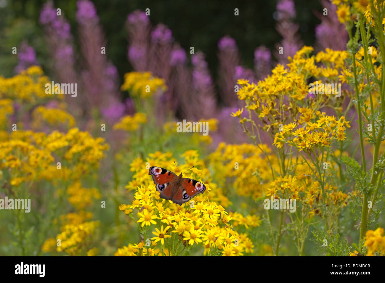 Peacock Butterfly Inachis io on Ragwort in mid summer Stock Photo