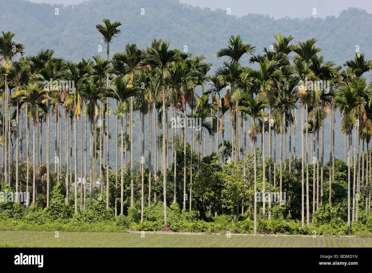 Betel nut trees grow in field Stock Photo Alamy