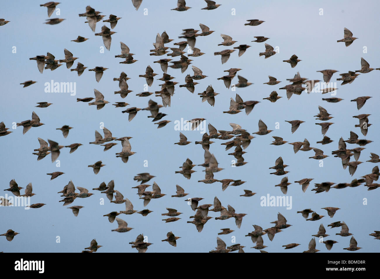 Starling Sturnus vulgaris Flock Stock Photo