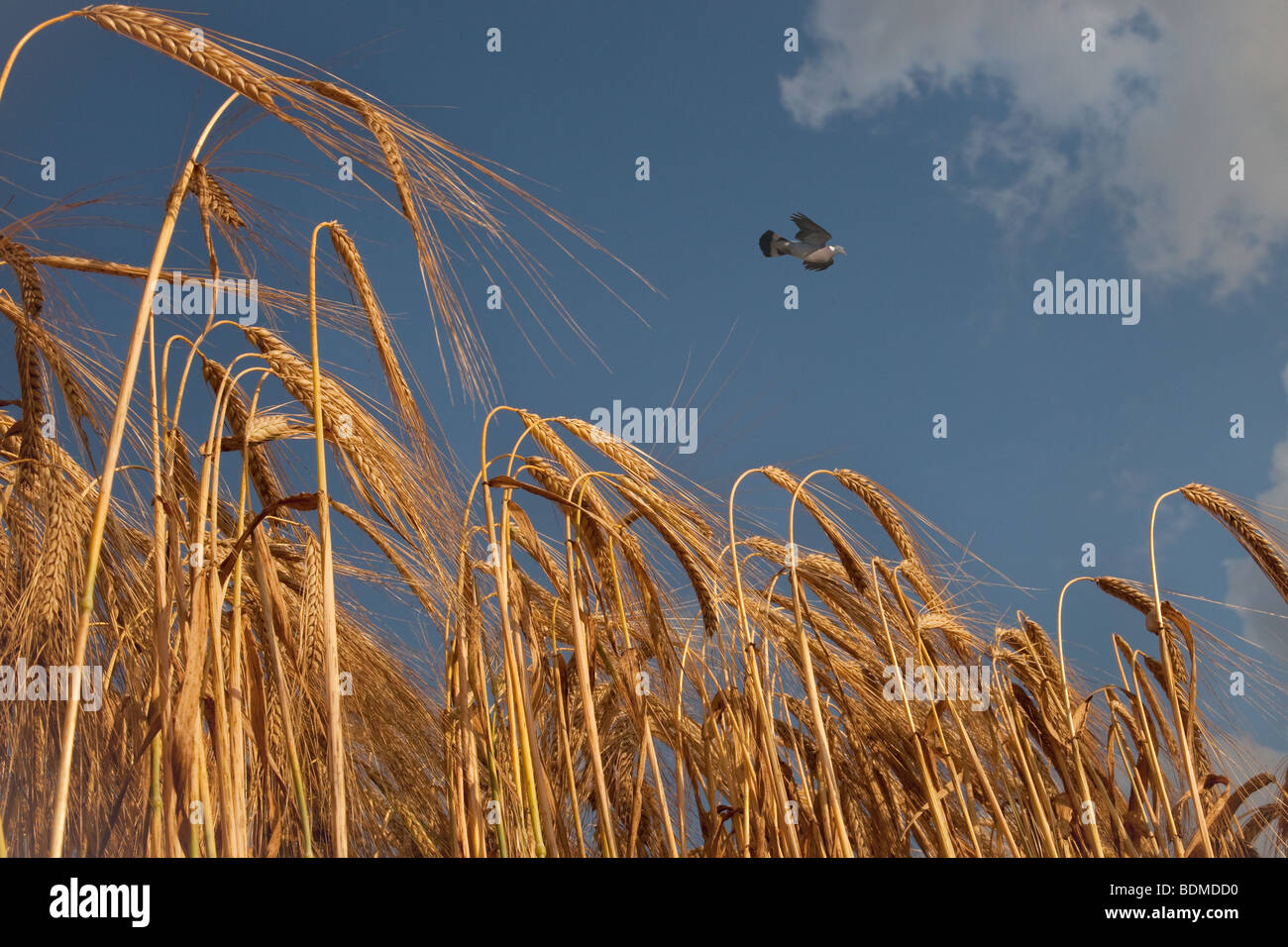 Wood Pigeons Columba palumbus flying over ripening cereal crops at harvest time Stock Photo