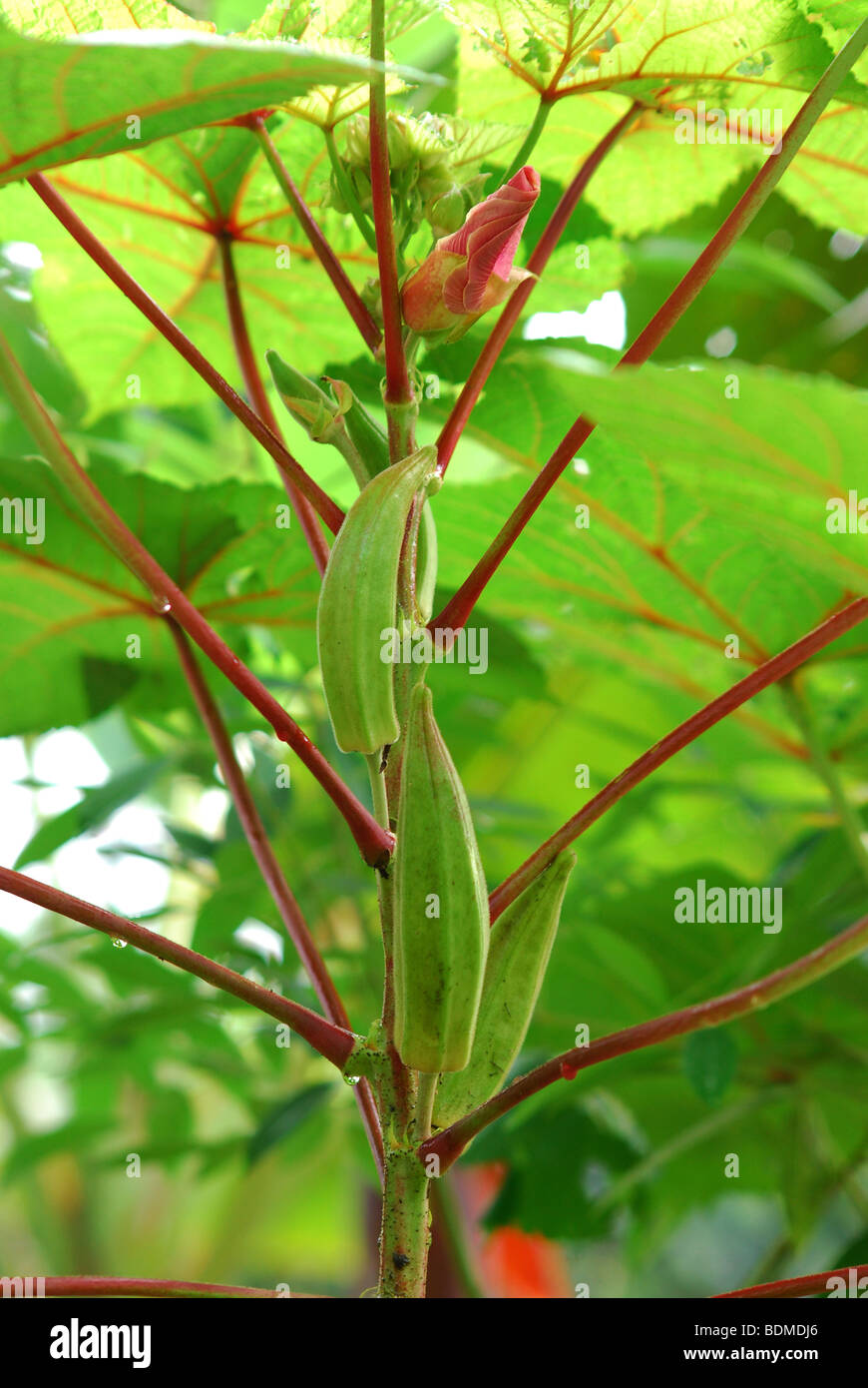 Okra plant with flower Stock Photo Alamy