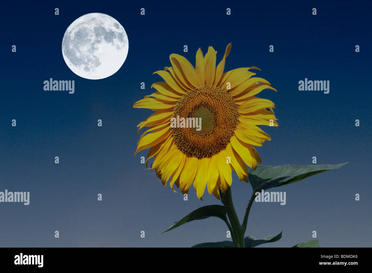 Sunflower And Moon Drawing