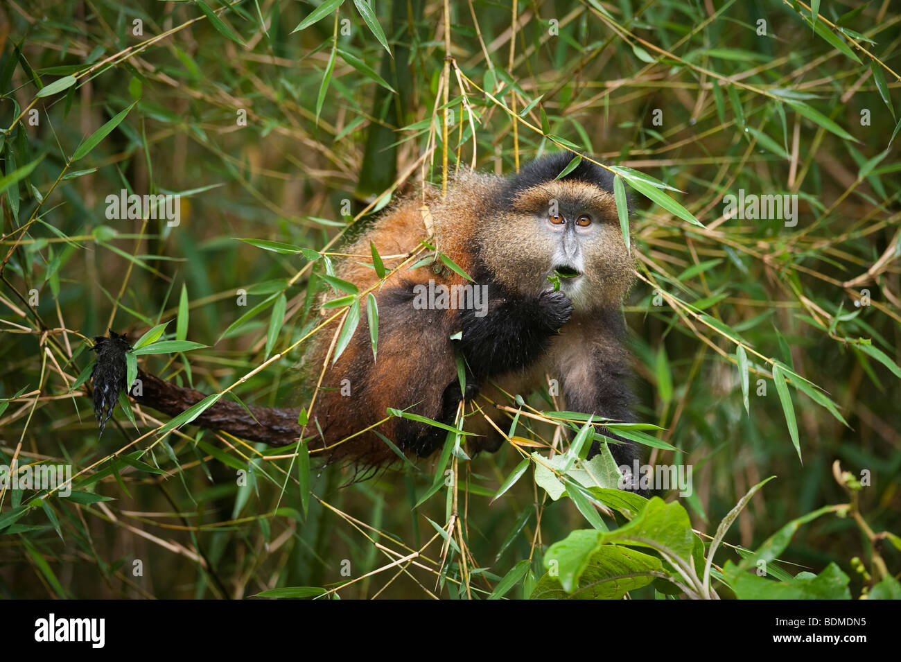 Golden monkey, Cercopithecus kandti, Volcanoes National Park, Rwanda Stock Photo