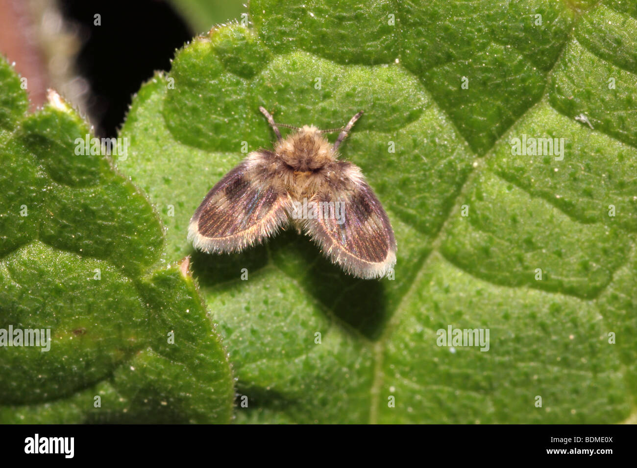 Moth-fly (Pericoma fuliginosa : Psychodidae), UK. Stock Photo