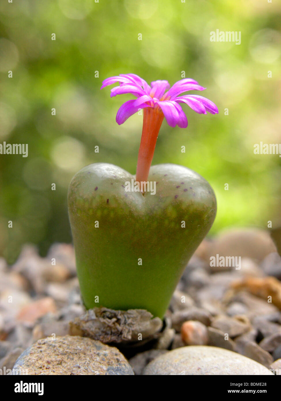 Flowering stone (Conophytum sp.) Stock Photo