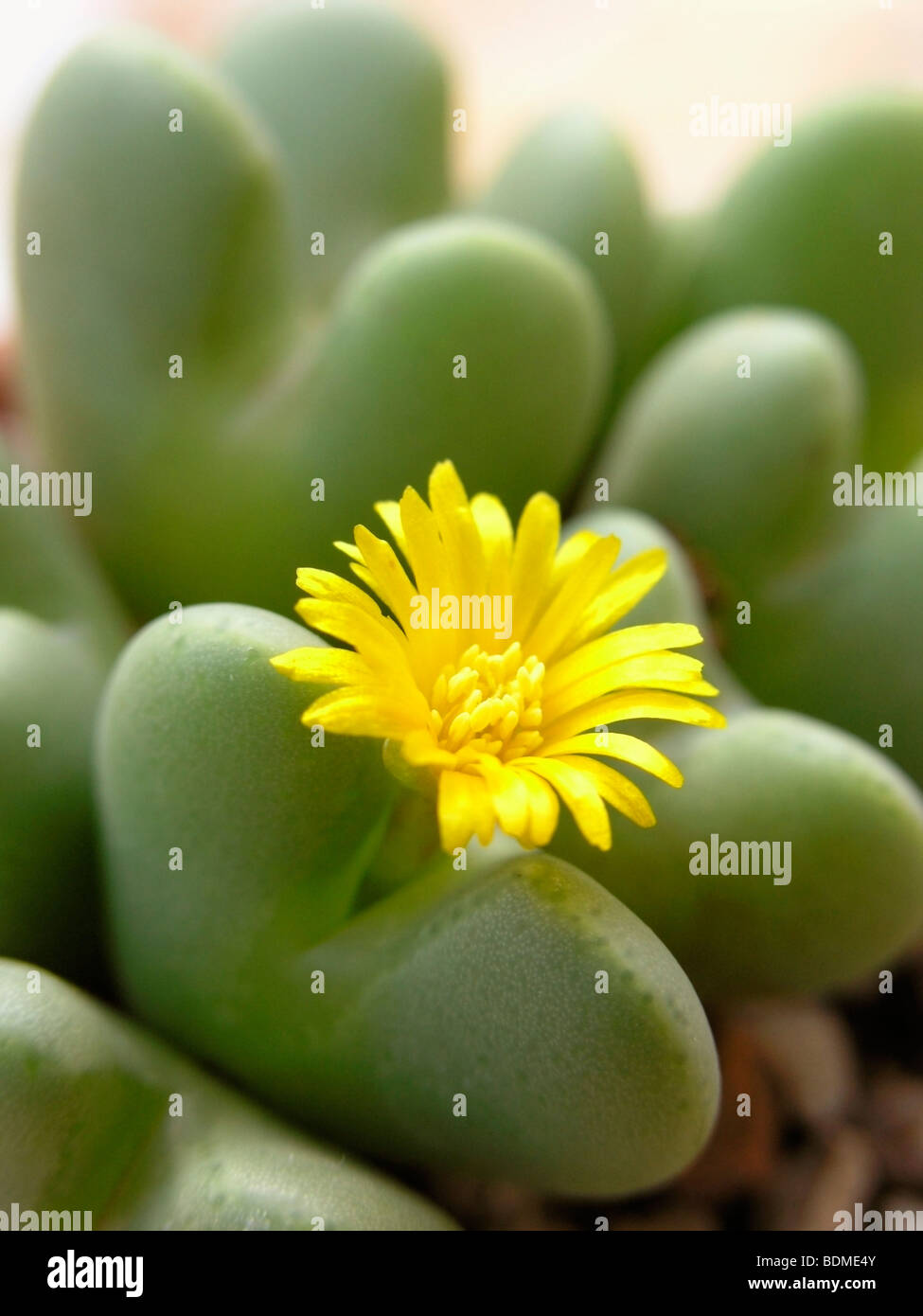 Flowering stone (Conophytum bilobum) Stock Photo