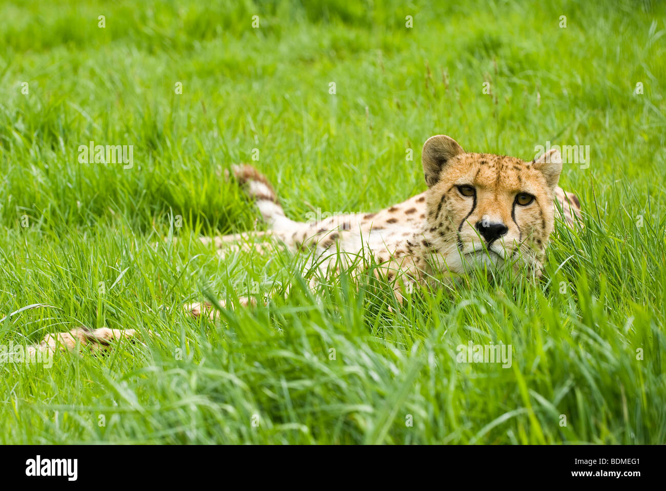 Cheetah resting Stock Photo