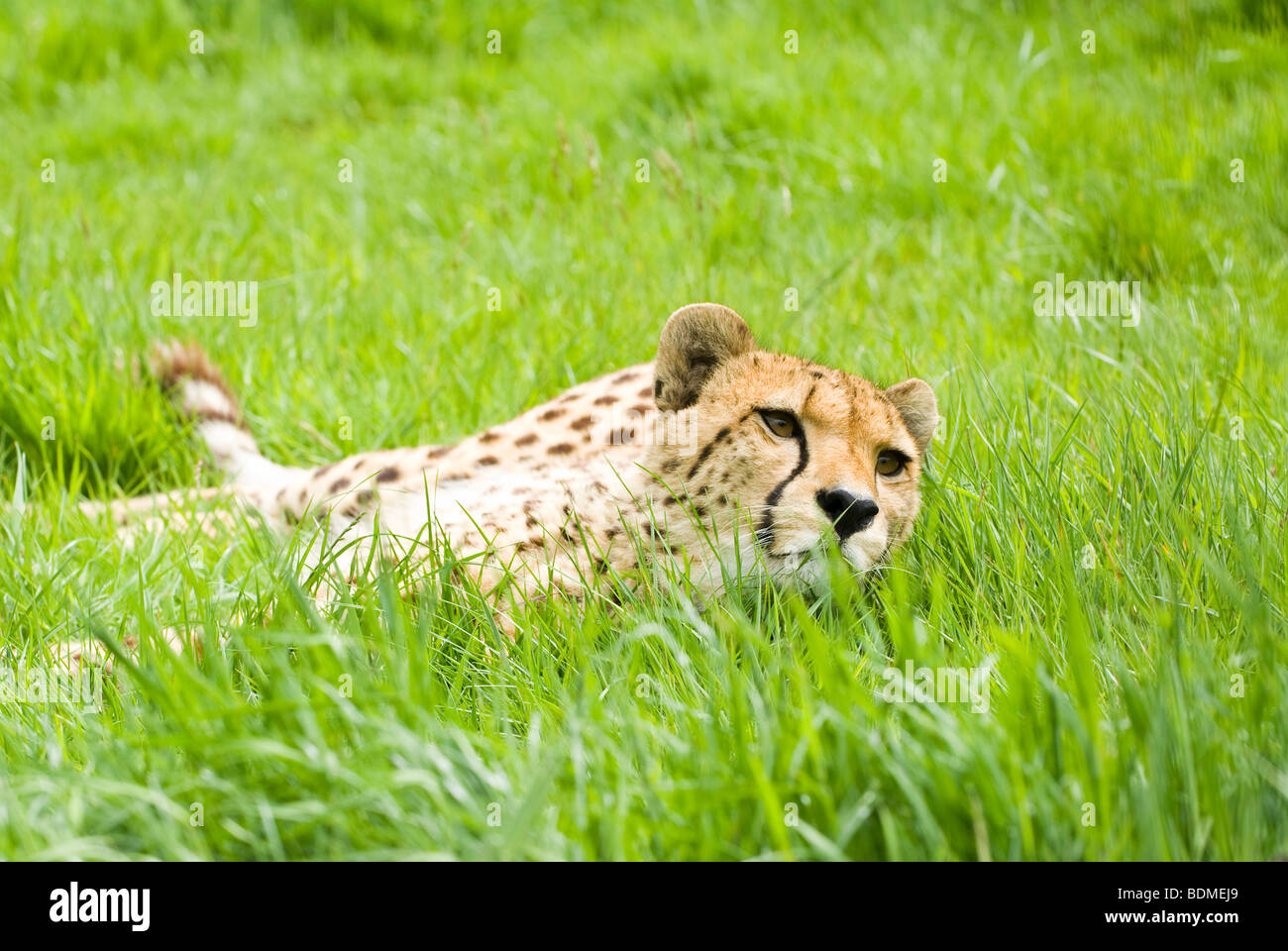 Cheetah resting Stock Photo