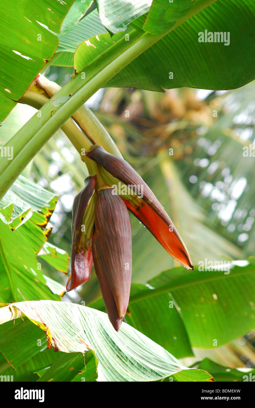 Top of the banana plant Stock Photo