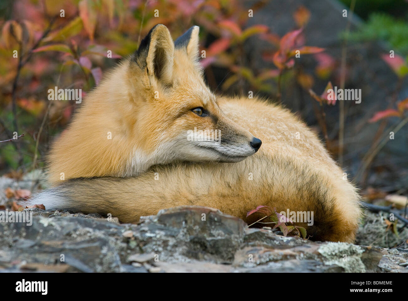 Red Fox (Vulpes vulpes), North America, by Dominique Braud/Dembinsky Photo Assoc Stock Photo