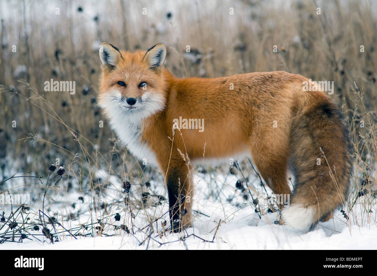 Red Fox (Vulpes vulpes), North America, by Dominique Braud/Dembinsky Photo Assoc Stock Photo