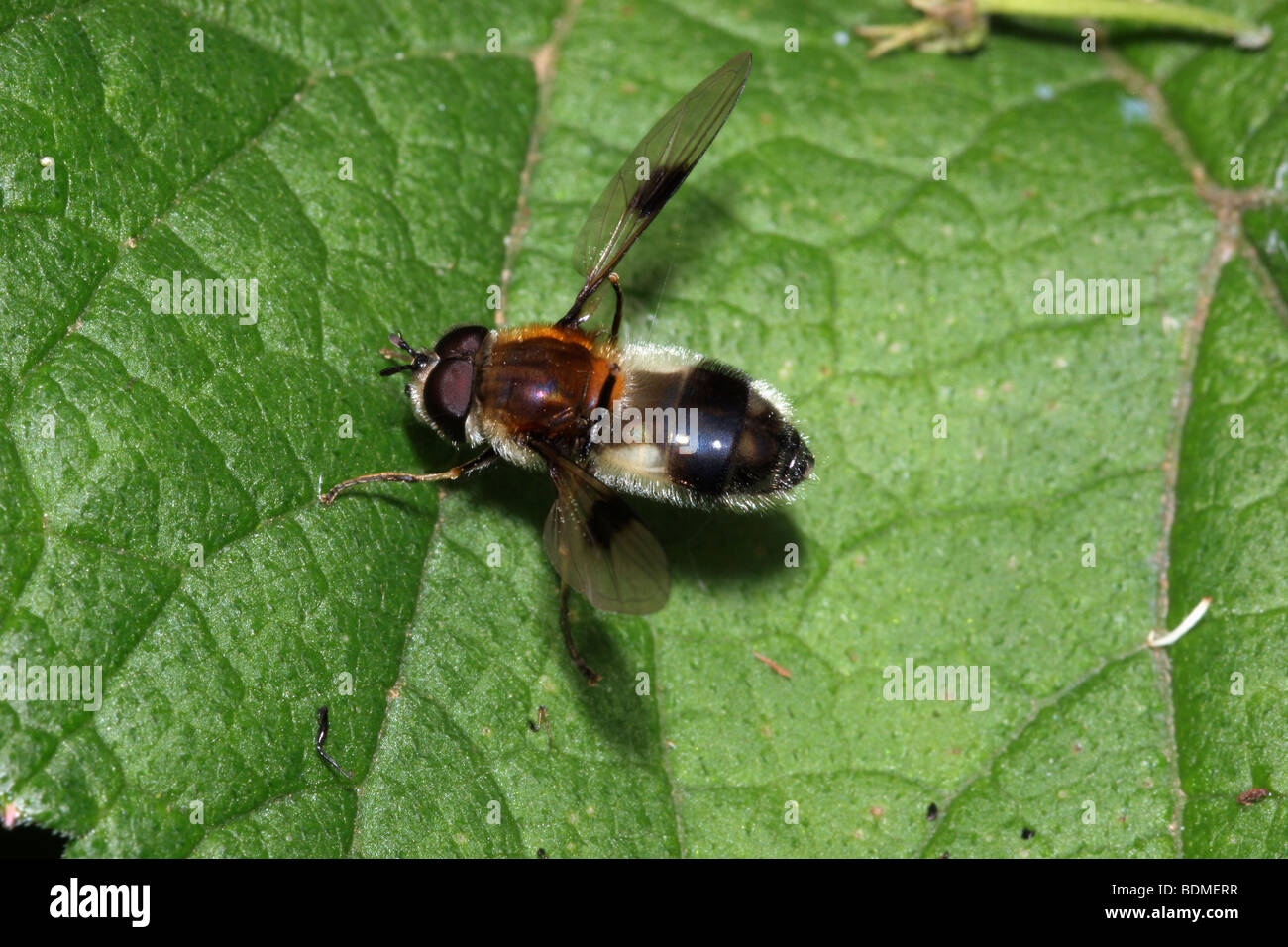 White-belted fleck hover fly (Lucozona lucorum : Syrphidae) grooming its wings with its back legs, UK. Stock Photo