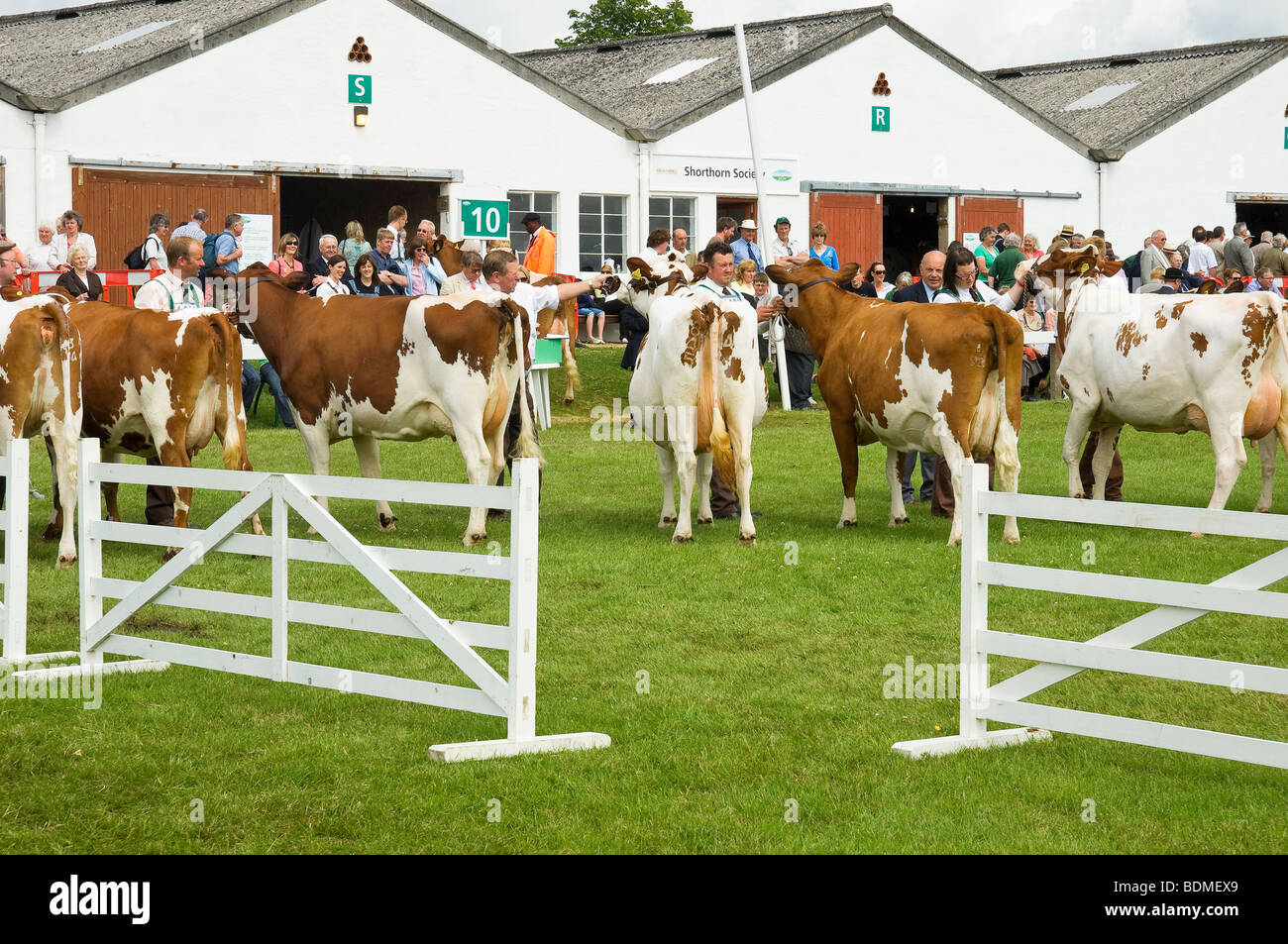 Ayrshire cattle cow cows  being judged at the Great Yorkshire Show in summer Harrogate North Yorkshire England UK United Kingdom GB Great Britain Stock Photo