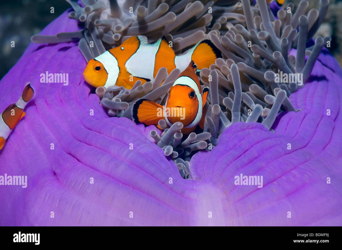 False clown-anemonefish (Amphiprion ocellaris). Andaman Sea, Thailand. Stock Photo