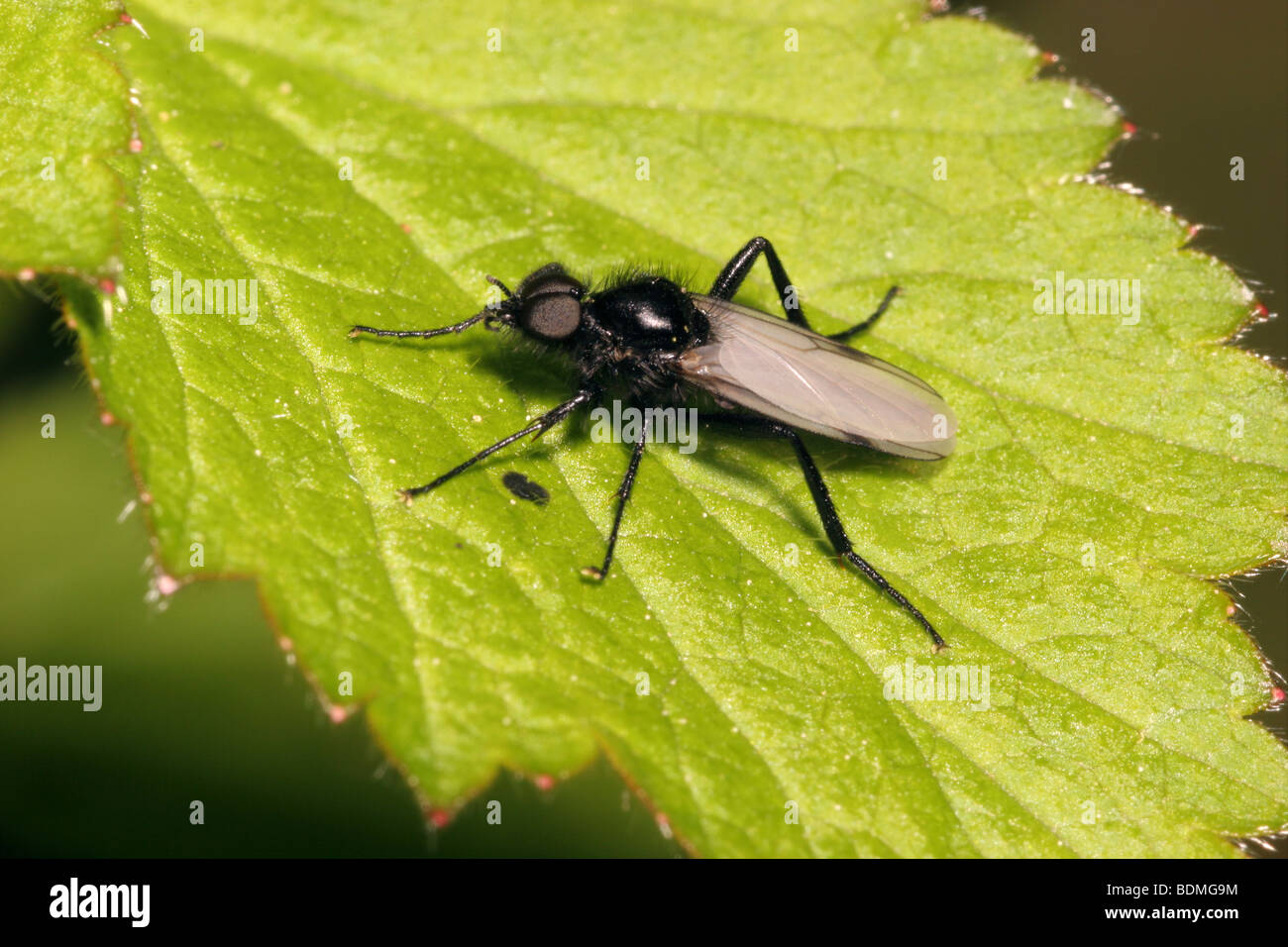A St Mark's fly (Bibio leucopterus : Bibionidae), male, UK. Stock Photo