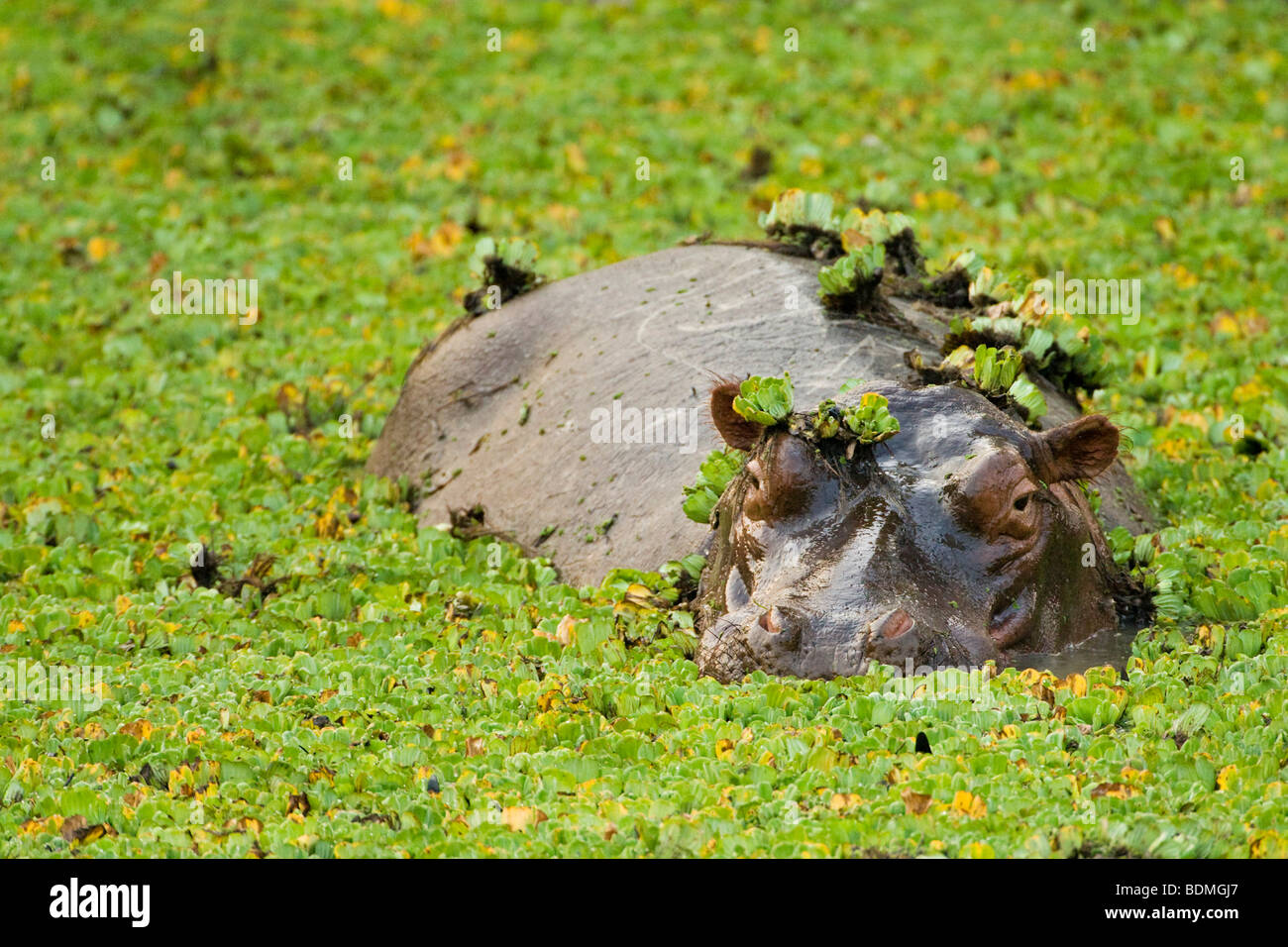 Hippopotamus (Hippopotamus amphibius) in a small water hole with aquatic plants, South Luangwa National Park, Zambia, Africa Stock Photo