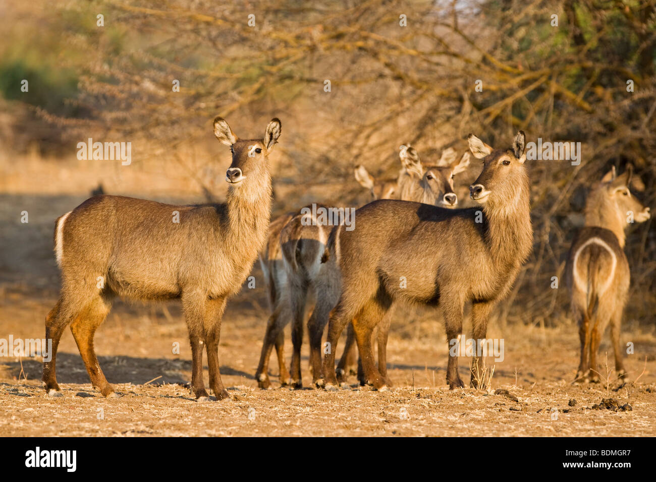 Waterbucks (Kobus ellipsiprymnus), South Luangwa National Park, Zambia, Africa Stock Photo