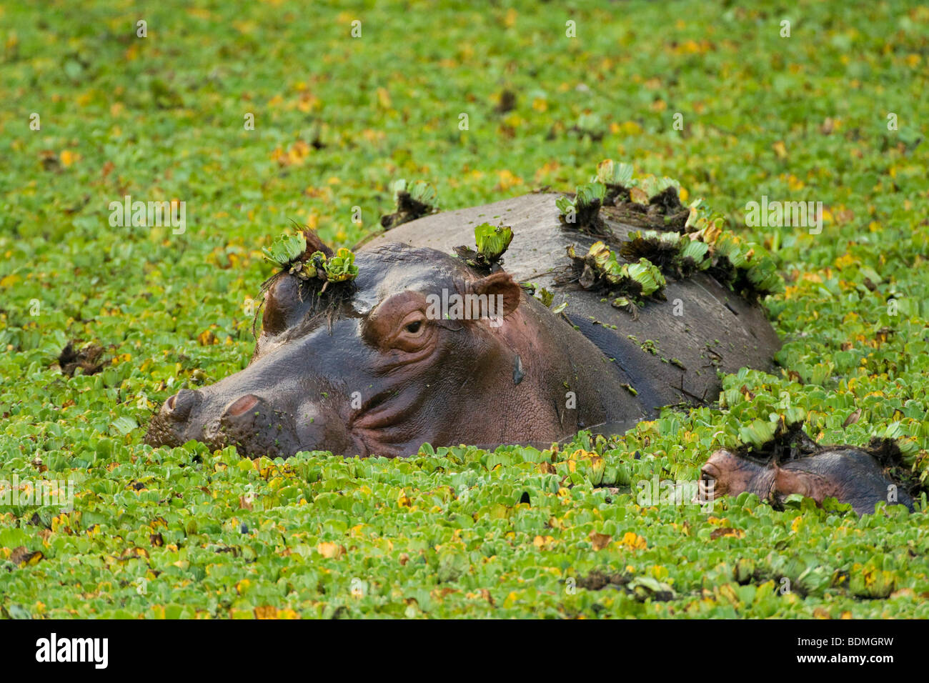 Hippopotamus (Hippopotamus amphibius) in a small water hole with aquatic plants, South Luangwa National Park, Zambia, Africa Stock Photo