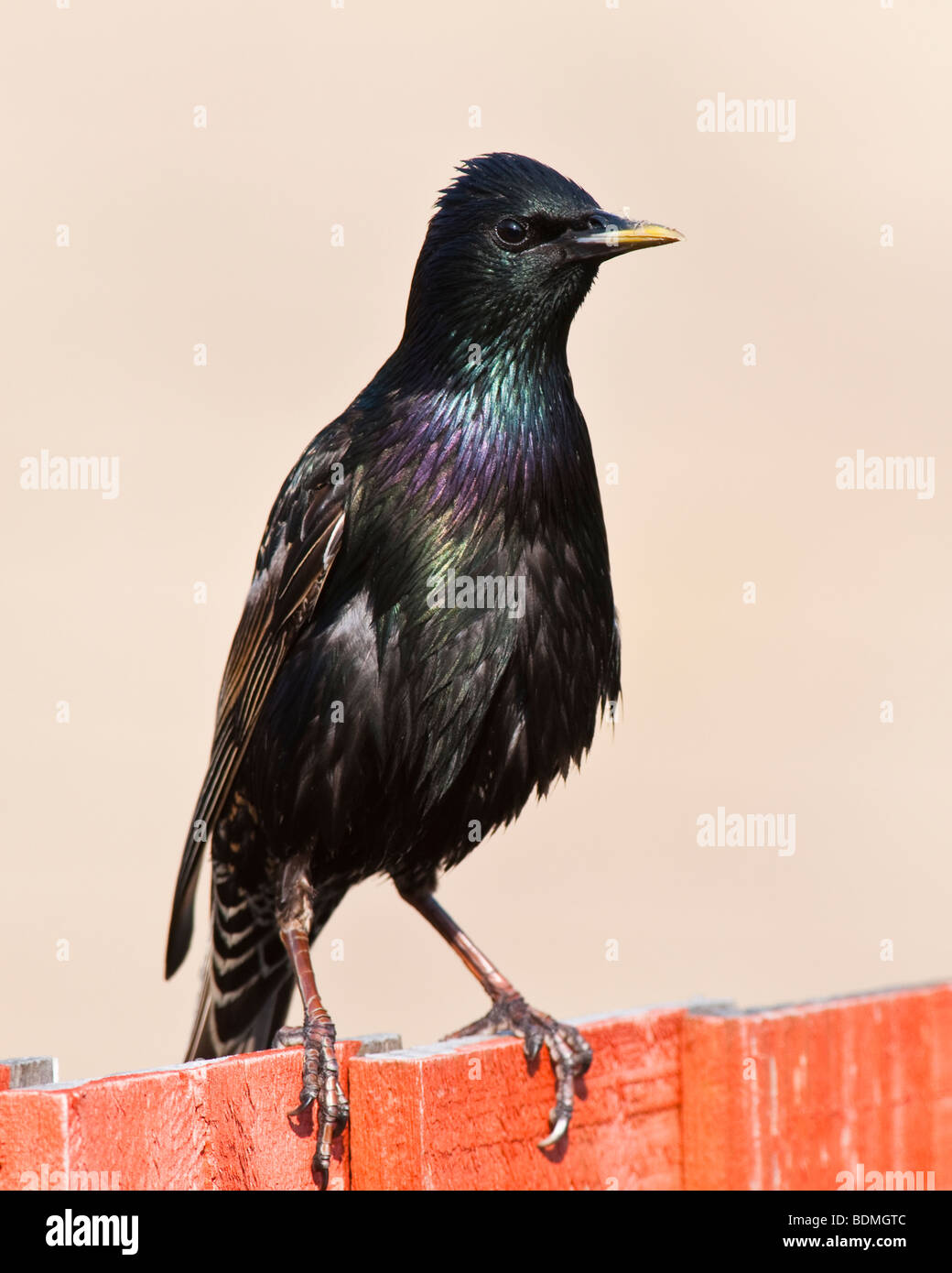 Starling Surveying garden to ensure the coast is clear after being disturbed by a cat. Stock Photo