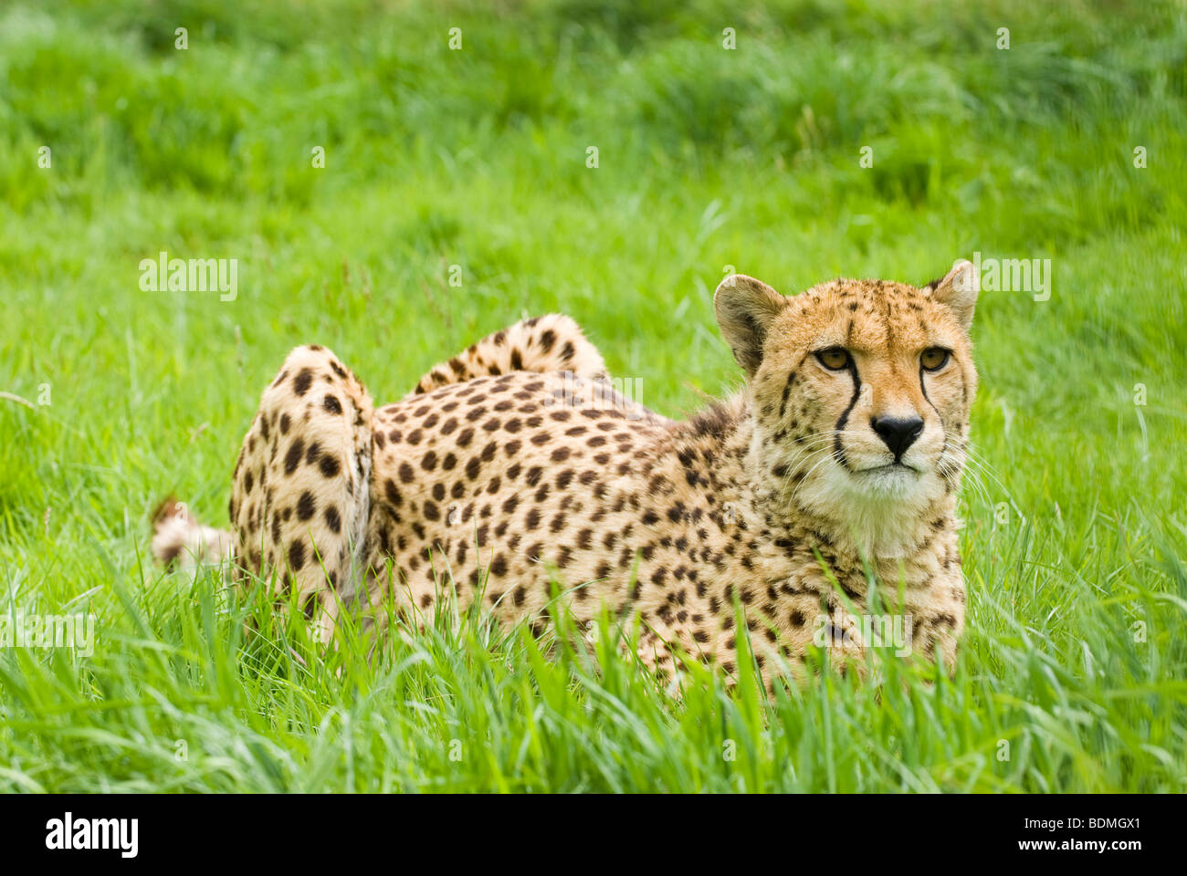 Cheetah resting Stock Photo
