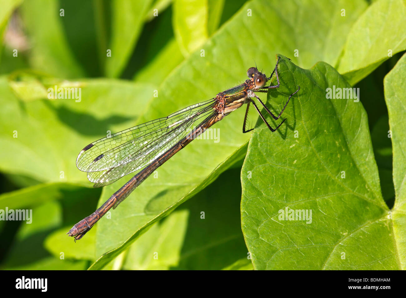 Female Emerald Damselfly (Lestes sponsa Stock Photo - Alamy
