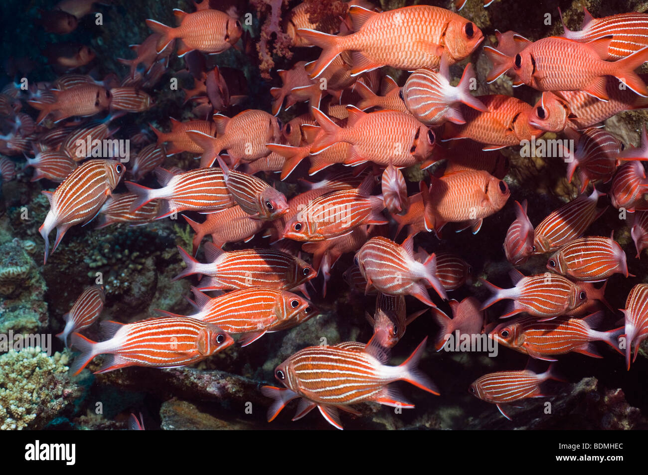 Crown squirrelfish (Sargocentron diadema) and Red soldierfish (Myripristis murdjan). Egypt, Red Sea. Stock Photo